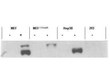 SMAD3 (phospho-S423) antibody