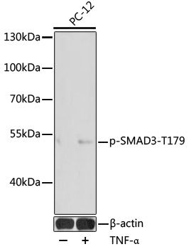 SMAD3 (Phospho-T179) antibody