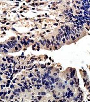 SMAD3 Rabbit Polyclonal Antibody