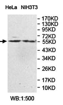 SMAD3 Rabbit Polyclonal Antibody