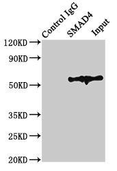 SMAD4 Antibody