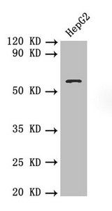 SMAD4 Antibody