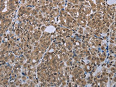 SMAD4 Antibody