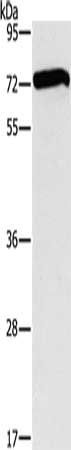 SMAD4 Antibody