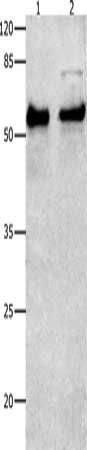 SMAD4 Antibody