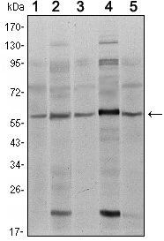 SMAD4 Antibody