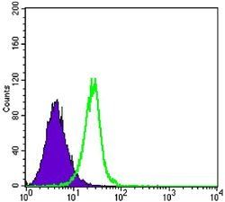 SMAD4 Antibody