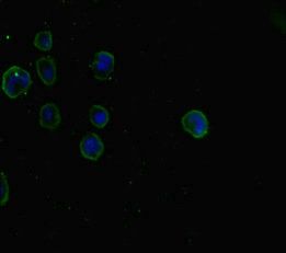 SMAD5 Antibody