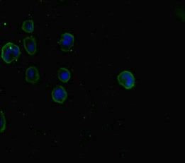 SMAD5 antibody