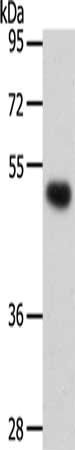 SMAD5 Antibody