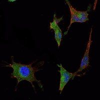 SMAD5 Antibody