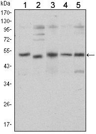 SMAD5 Antibody