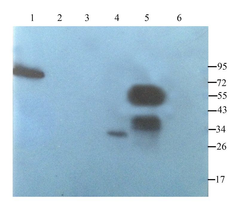 Smad7 antibody