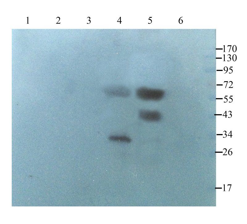 Smad7 antibody