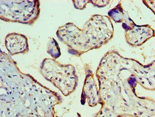 SMAD9 Antibody