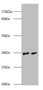 SNRPG Antibody