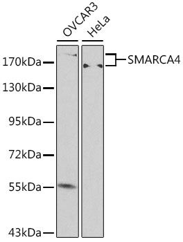 SMARCA4 antibody