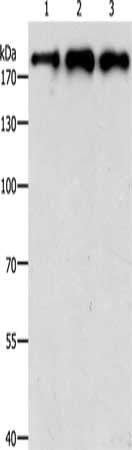 SMARCA4 Antibody