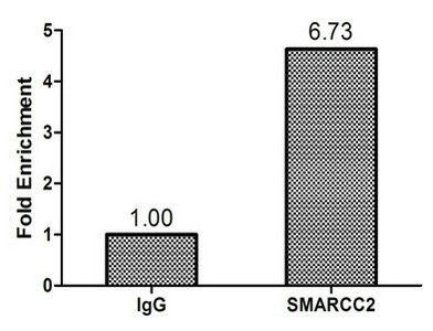 SMARCC2 antibody