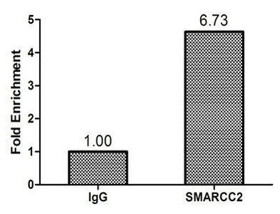 SMARCC2 Antibody
