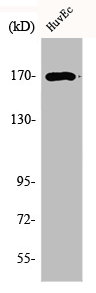 SMARCC2 Antibody