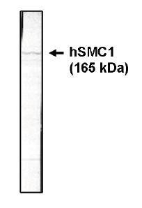 Mouse Human SMC-1 Antibody