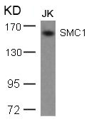 SMC1A (Ab-957) antibody