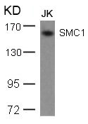 SMC1A (Ab-957) Antibody