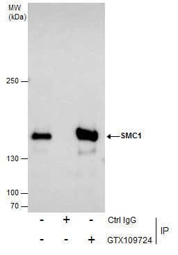 SMC1A antibody [N1N2], N-term
