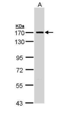 SMC1A antibody [N1N2], N-term