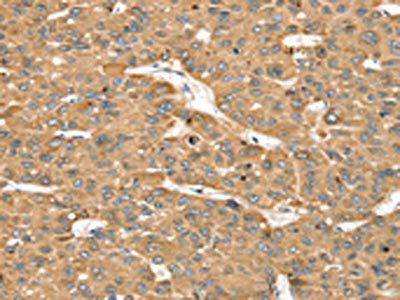 SMC4 Antibody