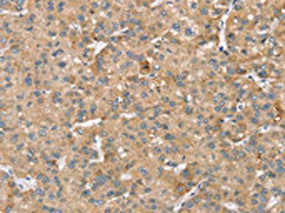 SMC4 Antibody