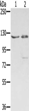 SMC6 antibody