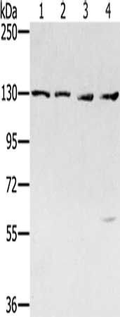 SMC6 Antibody