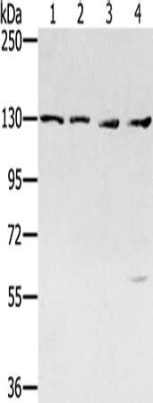 SMC6 antibody