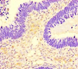 SMCO1 Antibody