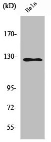 SMG7 antibody