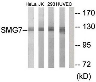 SMG7 Antibody