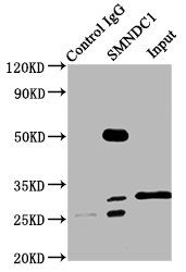 SMNDC1 antibody