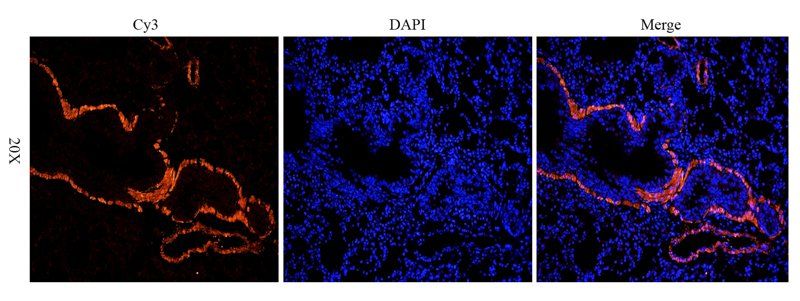 ACTA2 antibody