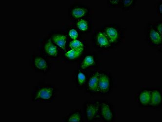 SMOX antibody