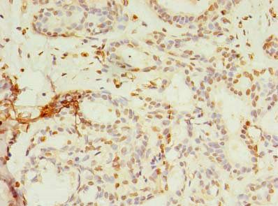 SMPDL3A Antibody