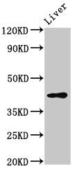 SMS2 antibody