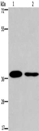 SNAI1 Antibody
