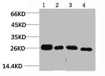 SNAI2 Antibody