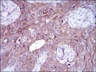 SNAI2 Antibody