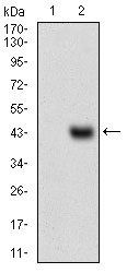 SNAI2 Antibody