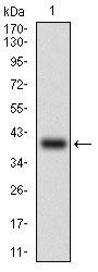 SNAI2 Antibody