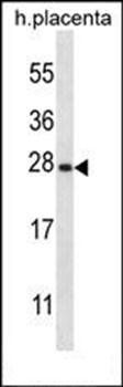 SNAP23 antibody