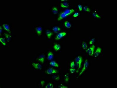 SNAP23 Antibody